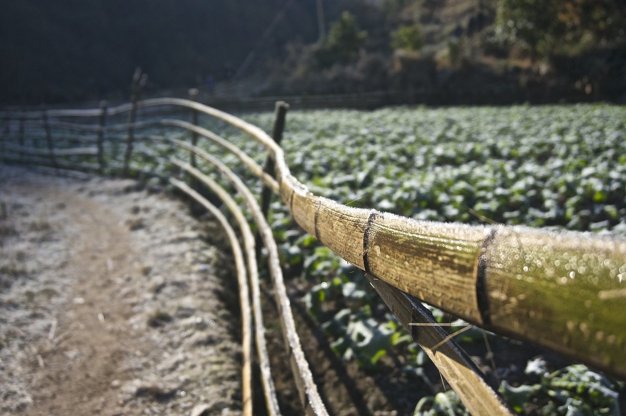 新澳门六开奖号码记录43期绿化路边种的树，城市的绿色呼吸与生态美学，澳门六开奖号码记录第43期，城市绿化中的生态美学与绿色呼吸之路