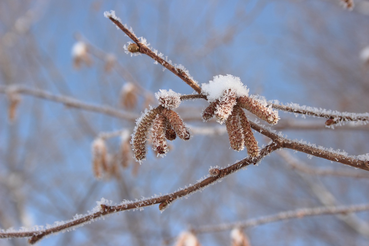 寒冬雪舞，小雪、大雪纷飞之际