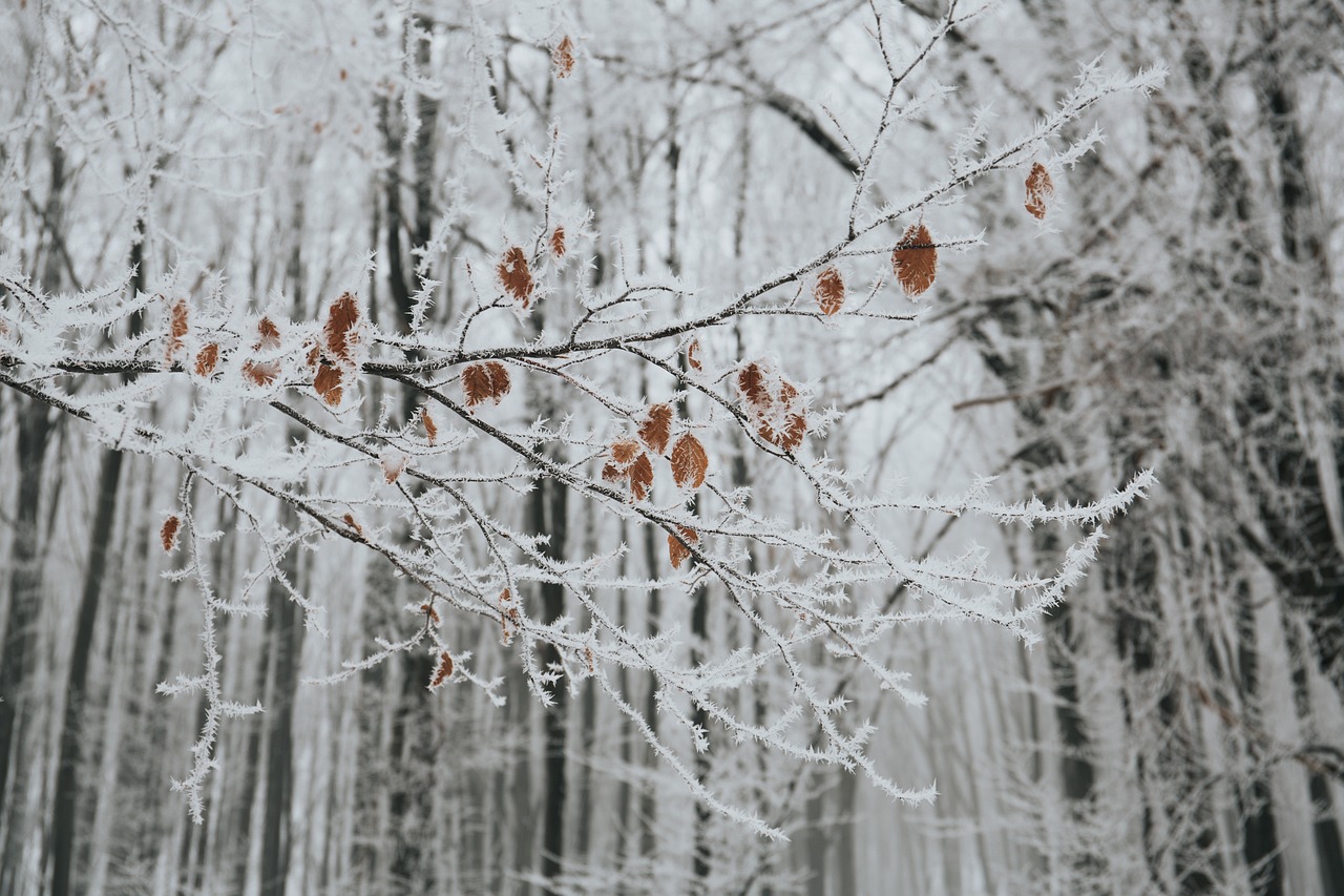 寒冬雪舞，小雪、大雪纷飞之际