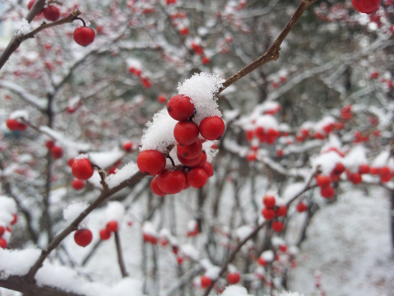 寒冬雪舞，小雪、大雪纷飞之际