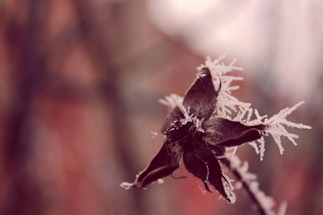 辽宁冬季遗韵，冰雪魅力与积雪地区探秘