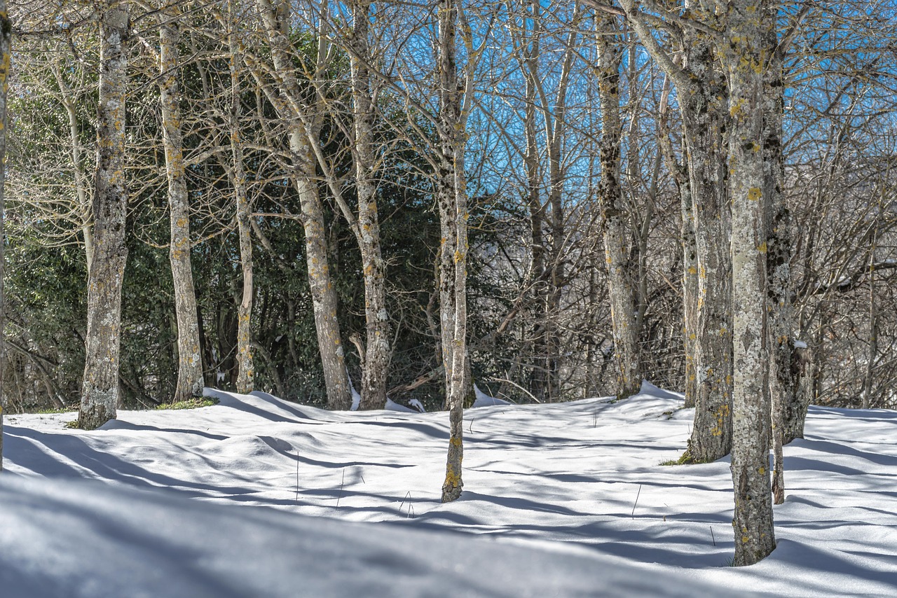 长白山自然粉雪，雪域奇观的独特魅力探索